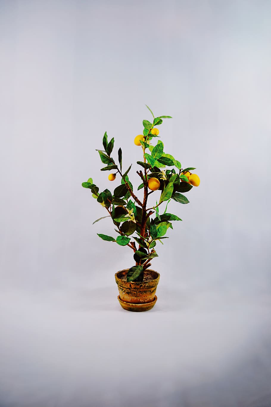 tangerine plant, leaf, tree, blossom, flower, pot, fruit, orange HD wallpaper