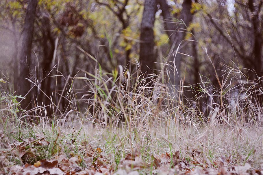 leaves, autumn, forest, trees, vsco, background, wallpaper HD wallpaper