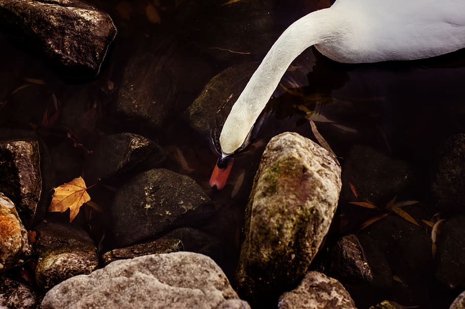 swan, water bird, white, mute swan, beams, plumage, waters, HD wallpaper