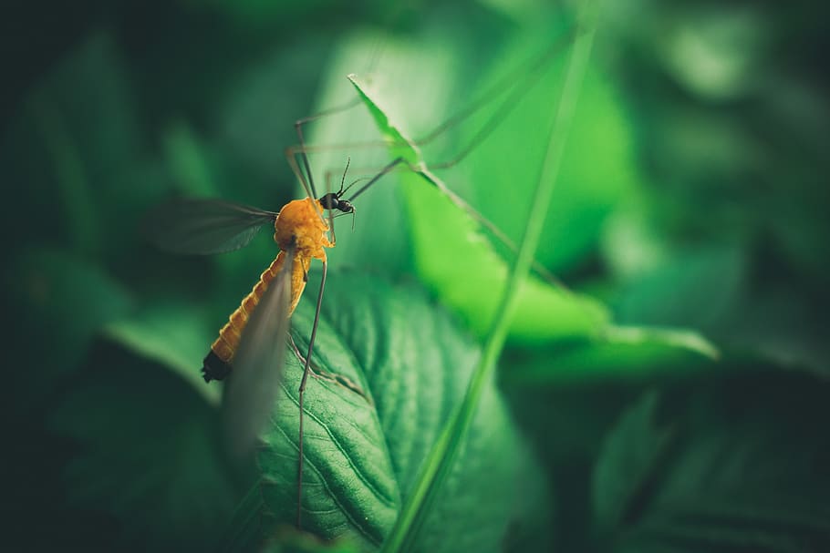 Shallow Focus Photography of Yellow Mosquito, close-up, green HD wallpaper
