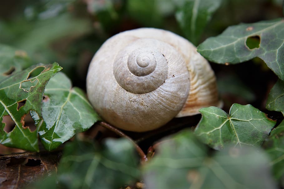 shell, nature, casing, spiral, leaf, plant part, close-up, animal wildlife HD wallpaper