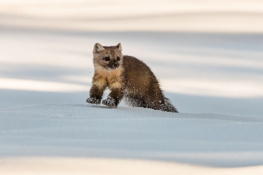 marten, snow, wildlife, winter, cold, hunting, small, cute HD wallpaper