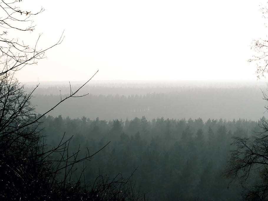 tree, teufelsberg, forest, berlin, fog, plant, beauty in nature HD wallpaper