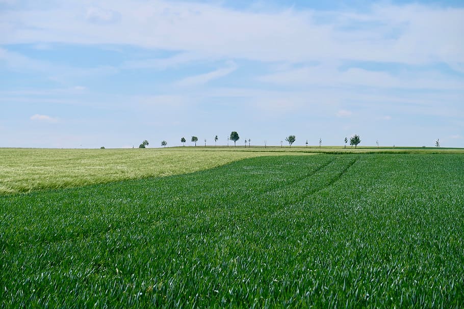 avenue, cornfield, trees, agriculture, spring, sky, cereals HD wallpaper
