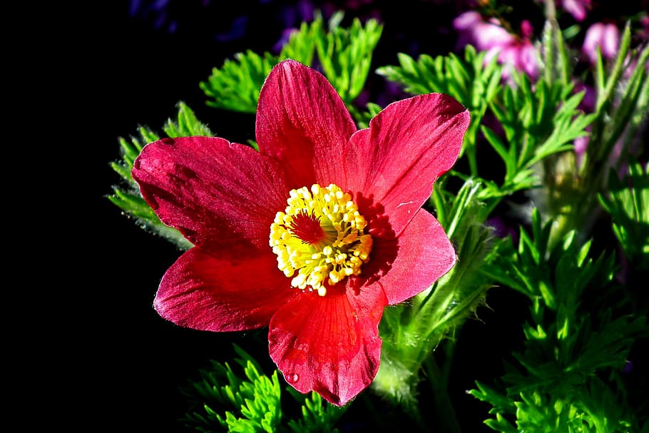sasanka, red, flower, spring, nature, blooming, garden, decorative HD wallpaper
