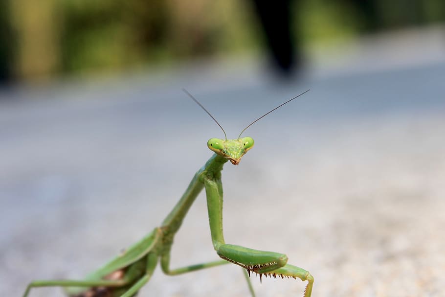 bug, mantis, preying mantis, insect, predator, bugs, grasshopper HD wallpaper