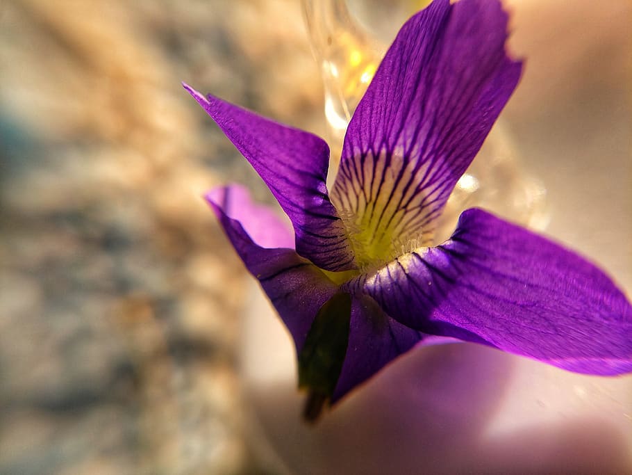 macro, flower, violet, purple, flowering plant, freshness, vulnerability, HD wallpaper