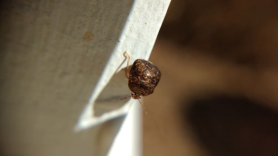 bug, insect, nature, close-up, invertebrate, no people, day HD wallpaper