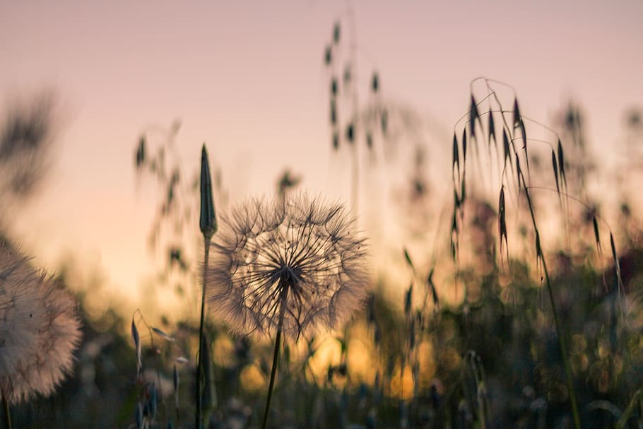 sunset, flowers, depthoffield, nature, colors, beauty, tones HD wallpaper