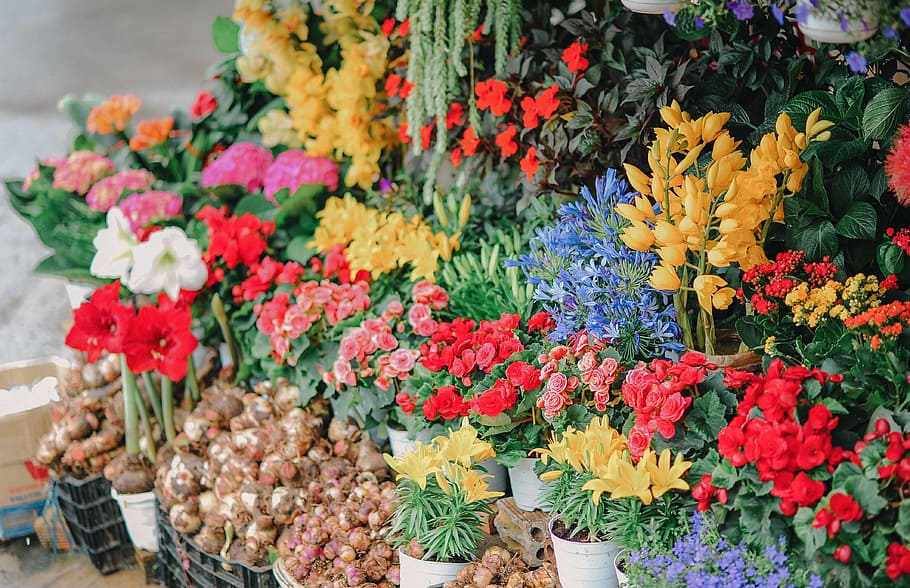 Assorted Flowers on Crates, arrangement, beautiful, blooming HD wallpaper
