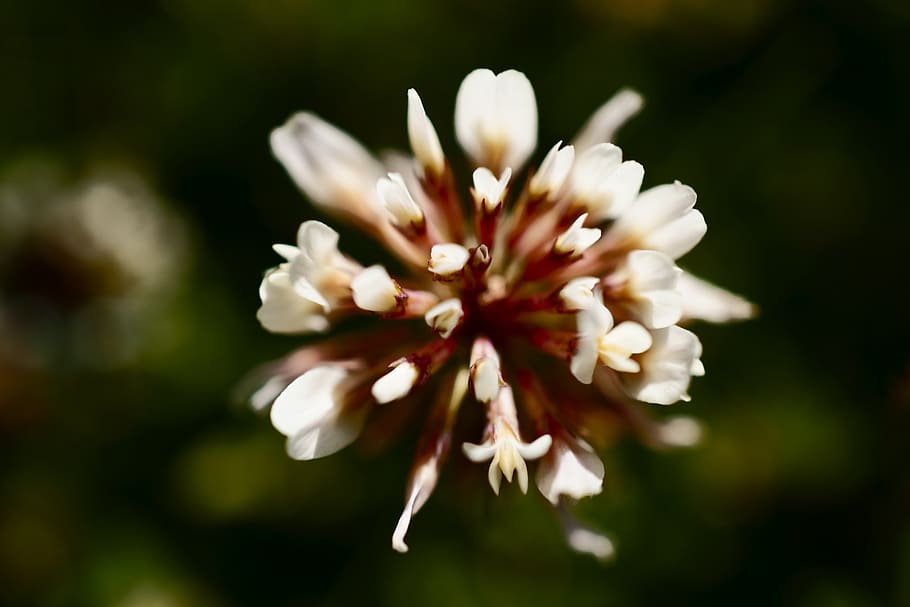 flower, color, spring, flora, plant, leaves, natural, reflection HD wallpaper