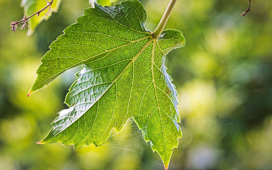 wine partner, leaf, background, structure, close up, green HD wallpaper