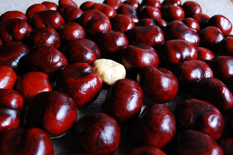 chestnut, nuts, still life, red, food and drink, full frame HD wallpaper