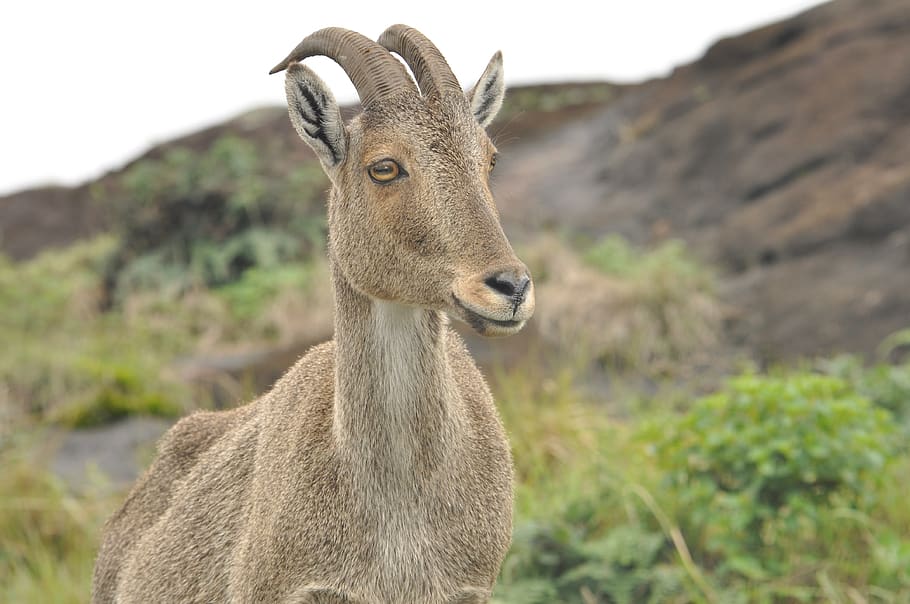 goat, forest, animal themes, one animal, mammal, vertebrate HD wallpaper