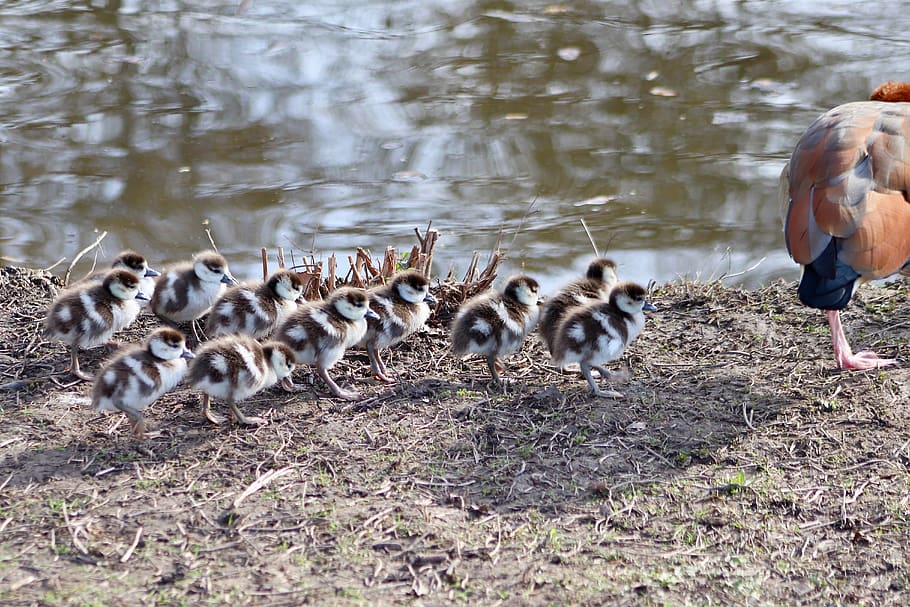 chicks, goslings, single file, young, nilgans, wild goose, water bird HD wallpaper