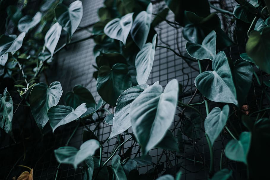 green-leafed plants, tree, blossom, flower, ivy, vegetation, animal HD wallpaper