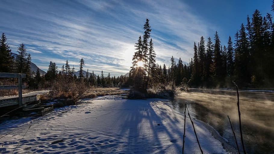 snow, tree, plant, fir, abies, conifer, nature, water, outdoors HD wallpaper