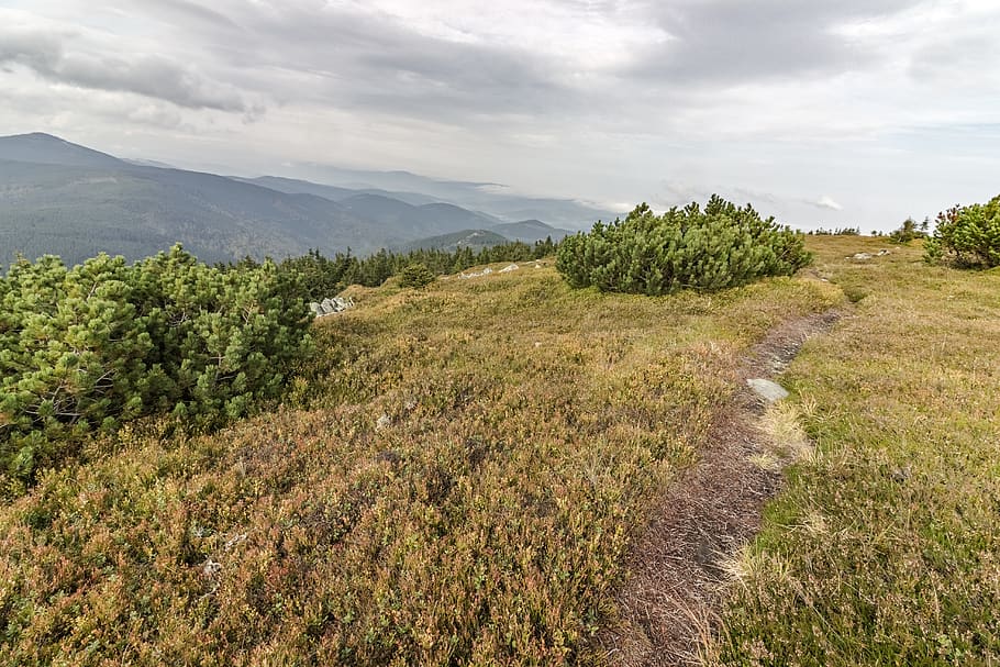 trees, path, footpath, mountains, treesnature, bush, plant HD wallpaper