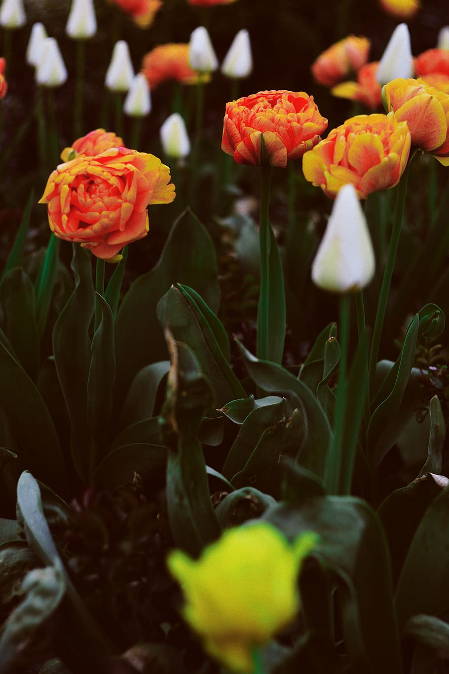 plant, flowering plant, vulnerability, fragility, growth, freshness HD wallpaper