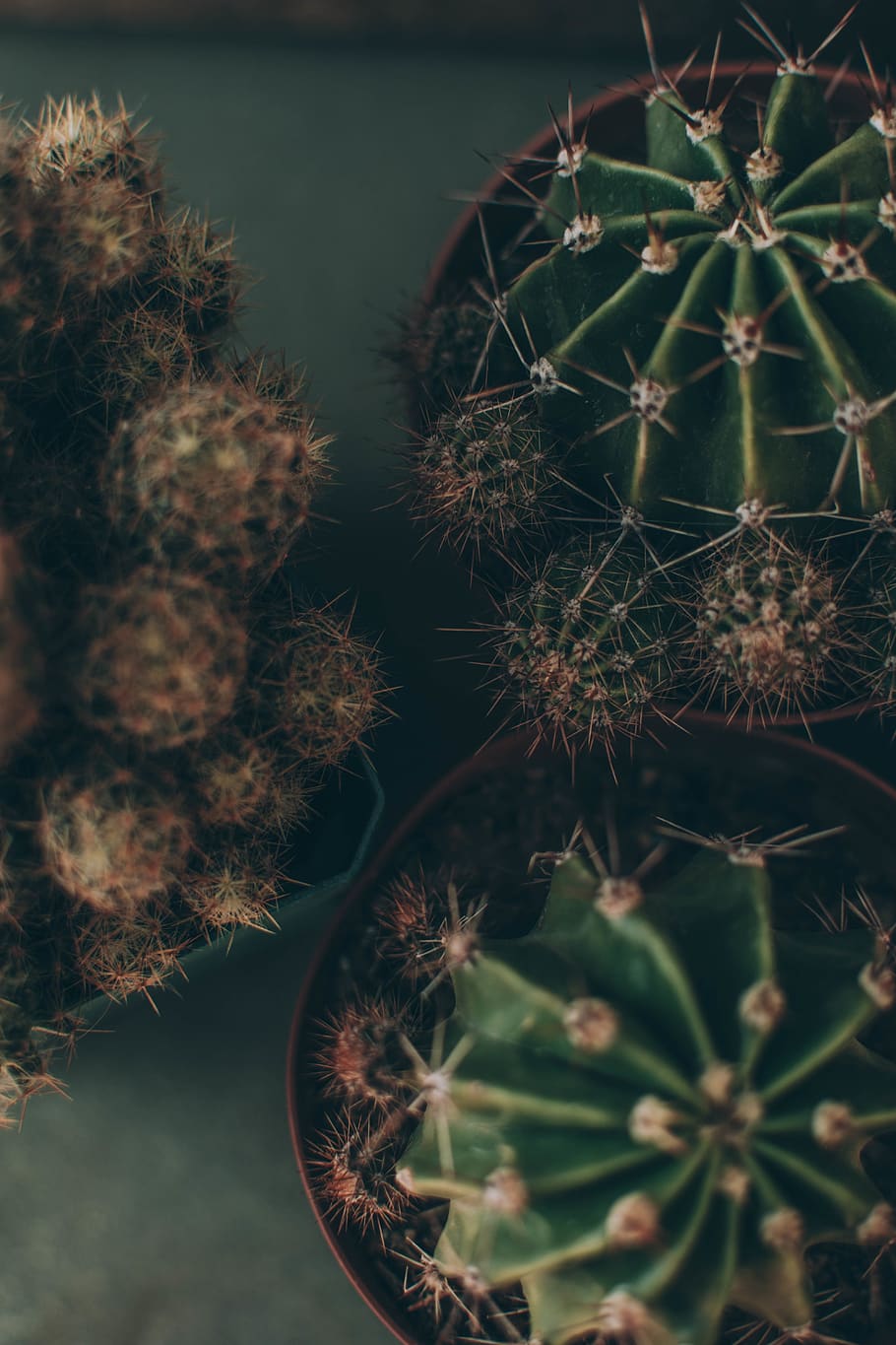 selective focus photography of cacti plants, cactus, nature, green, HD wallpaper