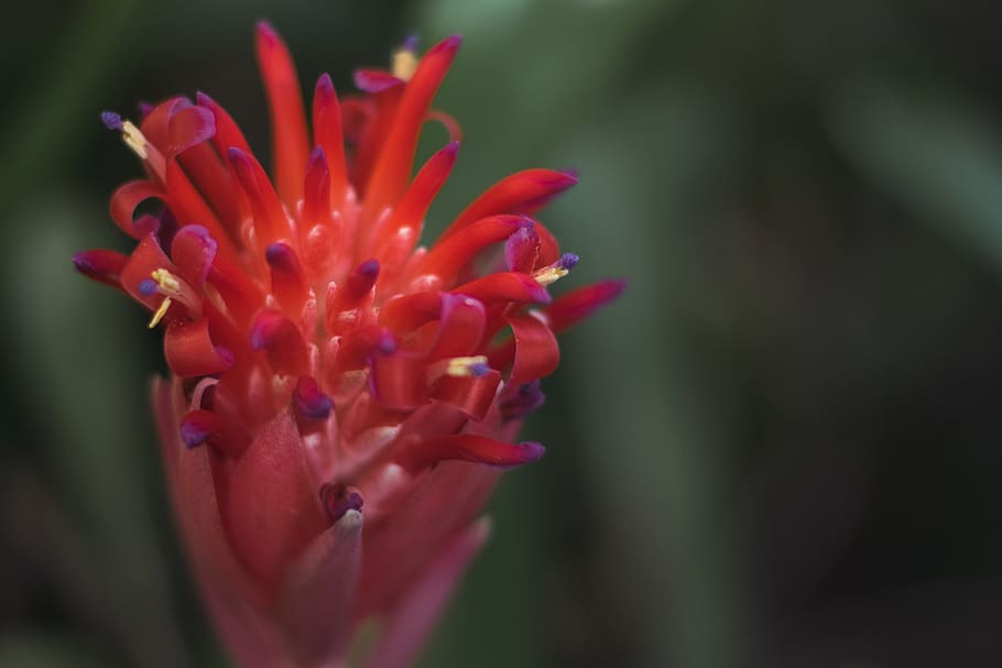 australia, penrith, summer torch, bromeliad, bloom, growth, HD wallpaper