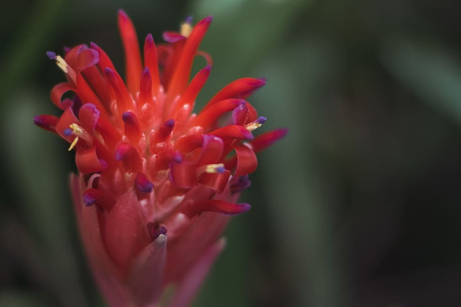 australia, penrith, summer torch, bromeliad, bloom, growth HD wallpaper
