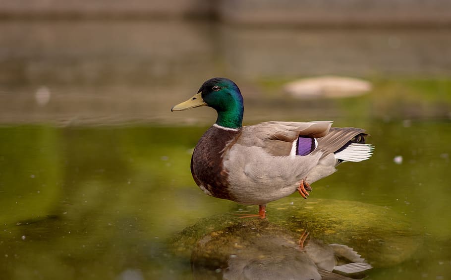 bird, animal, water, reflection, animals in the wild, vertebrate HD wallpaper