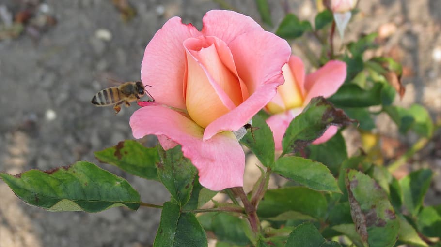 rosa, rose, bees, spring, plant, summer, nature, romantic, beauty HD wallpaper