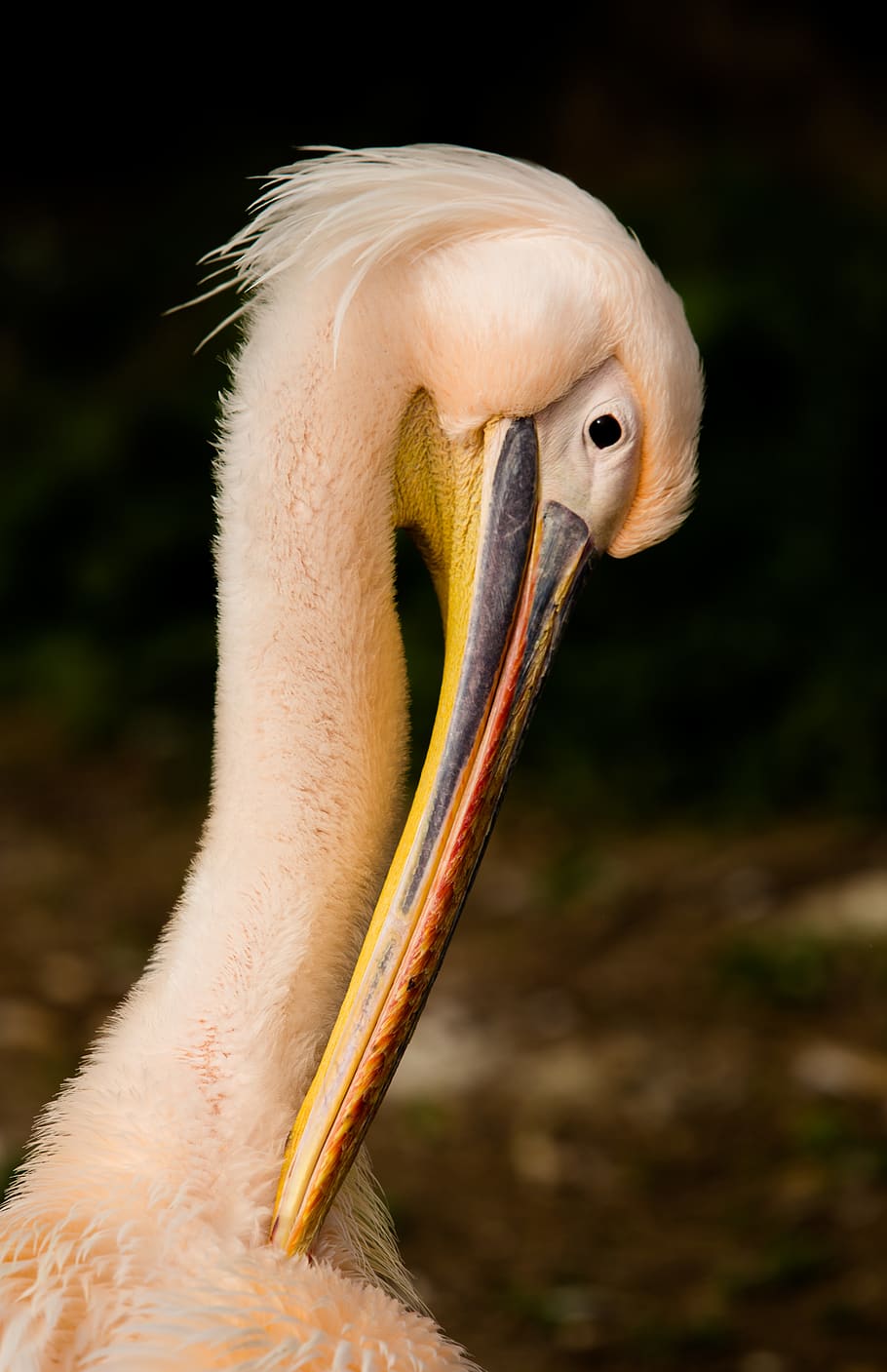 white and beige bird, animal, pelican, beak, nature, portrait, HD wallpaper