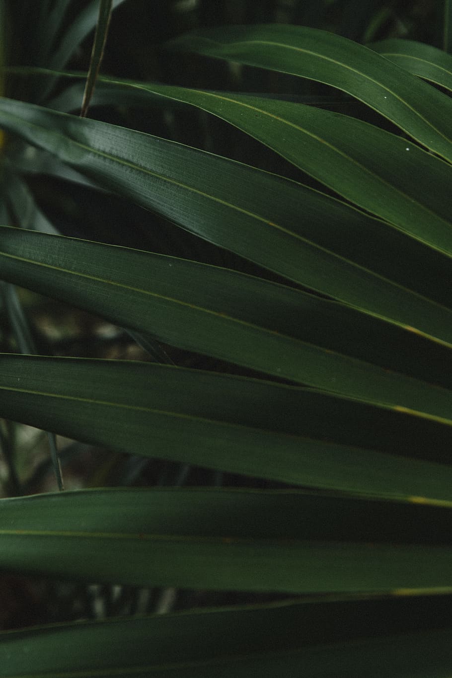 green leafed plant, flower, blossom, flax, flora, united states HD wallpaper