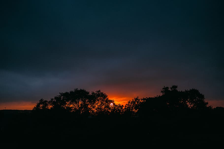 trees during golden hour, nature, sunset, dawn, dusk, outdoors HD wallpaper