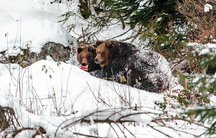 bear, widlife, bavaria, germany, wild, wild life, winter, tree HD wallpaper