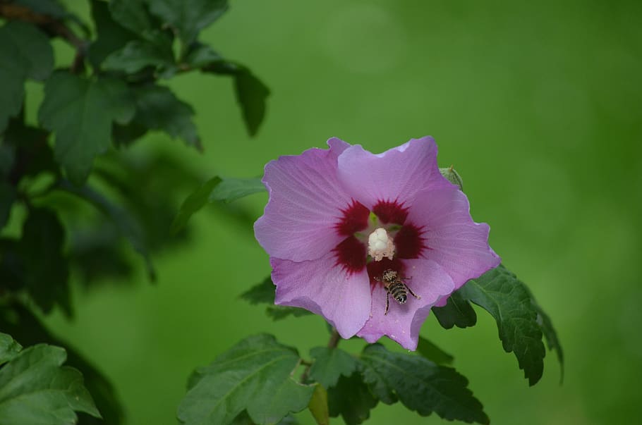 flower, bee, nature, pollination, summer, flowering plant, fragility HD wallpaper