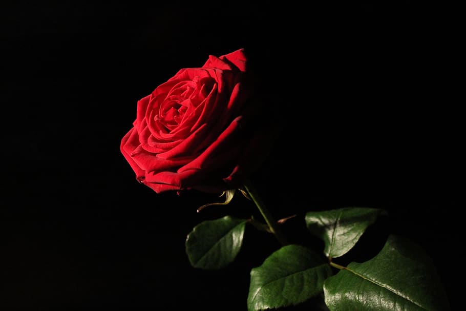 HD wallpaper: red-naomi, red rose, blossom, bloom, love, romantic, black  background | Wallpaper Flare