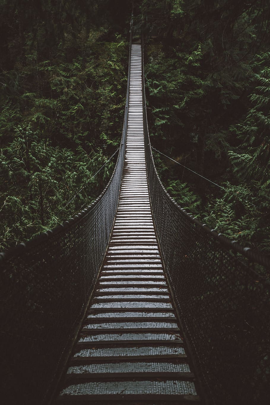 empty hanging footbridge through forest, the way forward, direction HD wallpaper