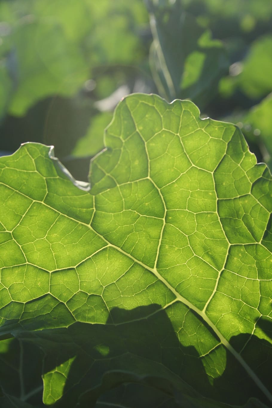 leaf, green, backlighting, agricultural, leaf structure, plant HD wallpaper
