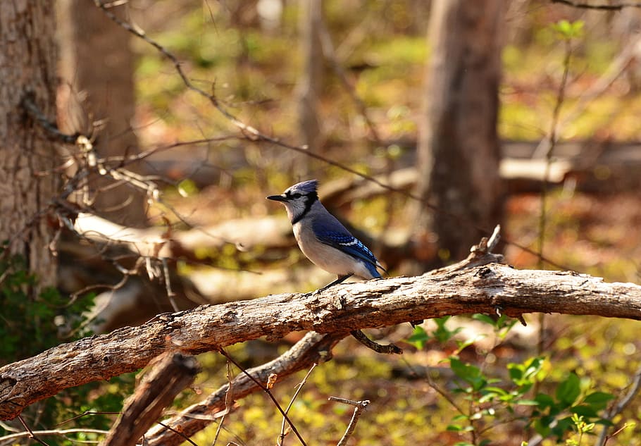 A blue jay bird hunting for food., animal, mammal, wild, beak HD wallpaper