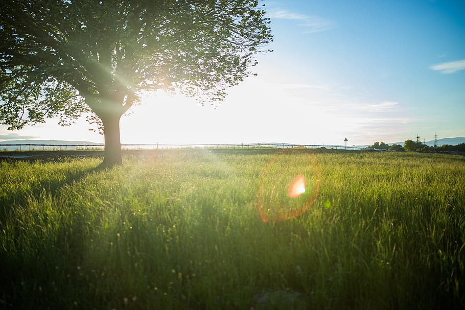tree, field, nature, grass, plants, sun rays, sunset, sunrise HD wallpaper