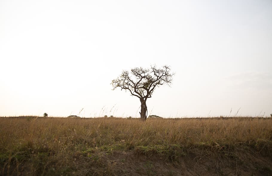 bare tree under blue sky, landscape, environment, field, plant HD wallpaper