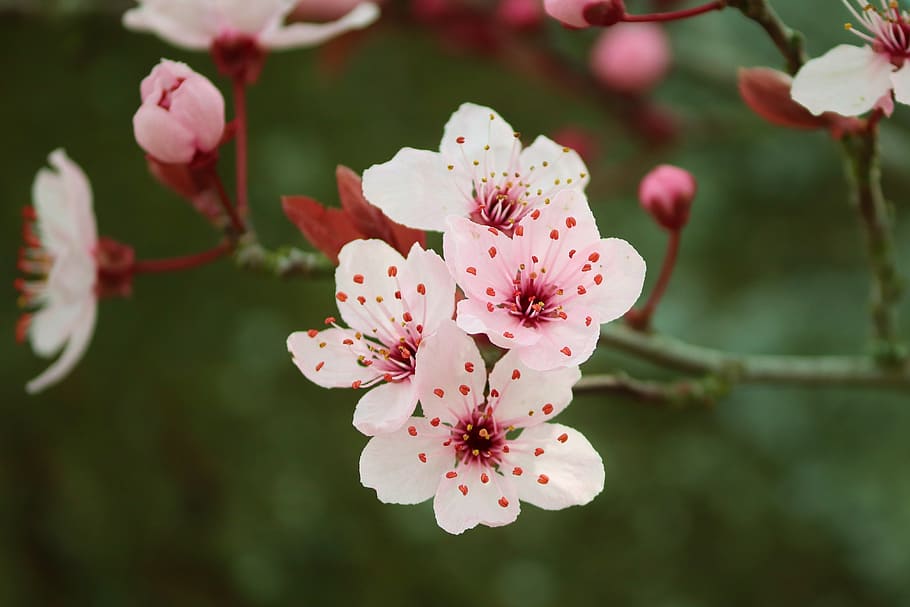 Prunus hisakura cherry tree blossom hi-res stock photography and images -  Alamy