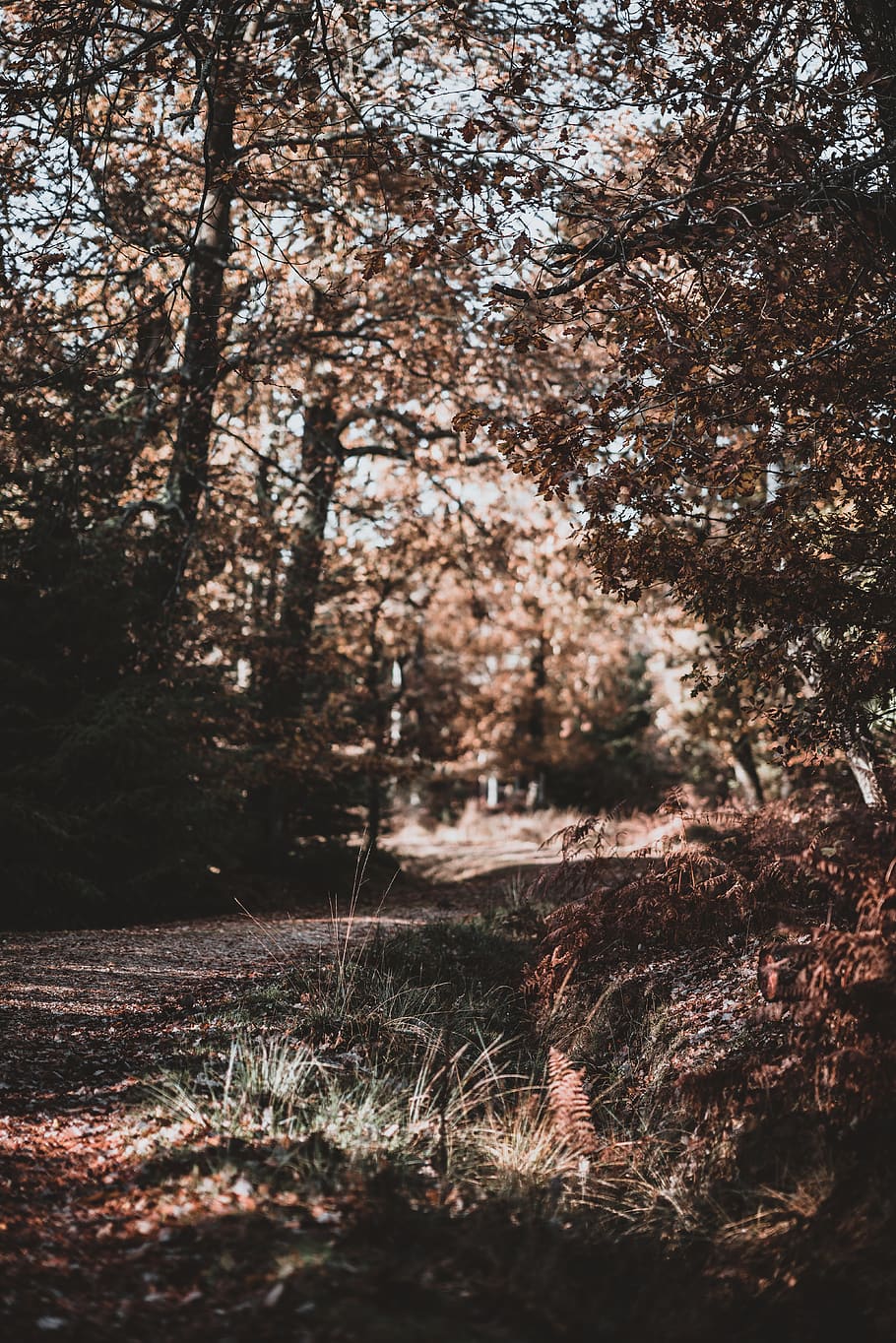 pathway surrounded with tall trees, plant, land, forest, nature HD wallpaper
