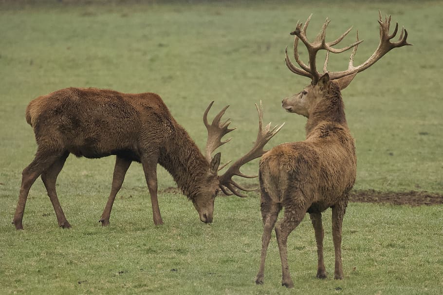two brown deer on field, animal themes, animal wildlife, animals in the wild HD wallpaper