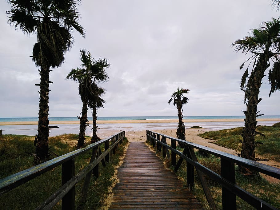 spain, tarifa, beach, palm tree, sea, water, sky, tropical climate HD wallpaper