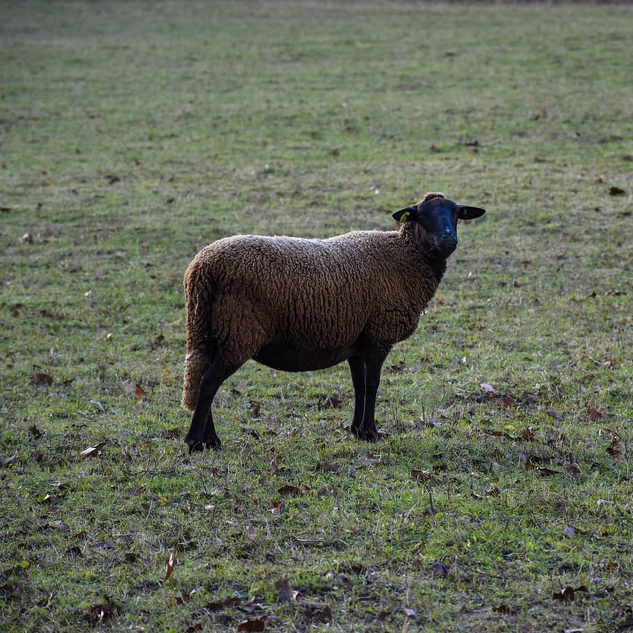 sheep, black, mutton, herd, animal, domestic, herding, livestock HD wallpaper