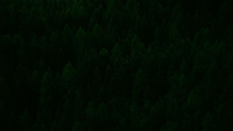 bird's eye view of green trees, forest, night, dark, nature, landscape HD wallpaper