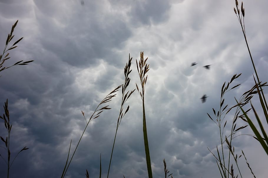 sky, storm, storming, clouds, cloudy, blue, summer, rain, sunset HD wallpaper