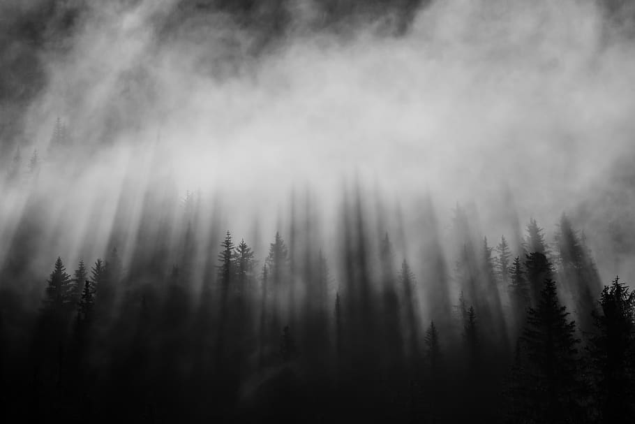 pine trees with fog, tranquility, plant, forest, tranquil scene HD wallpaper