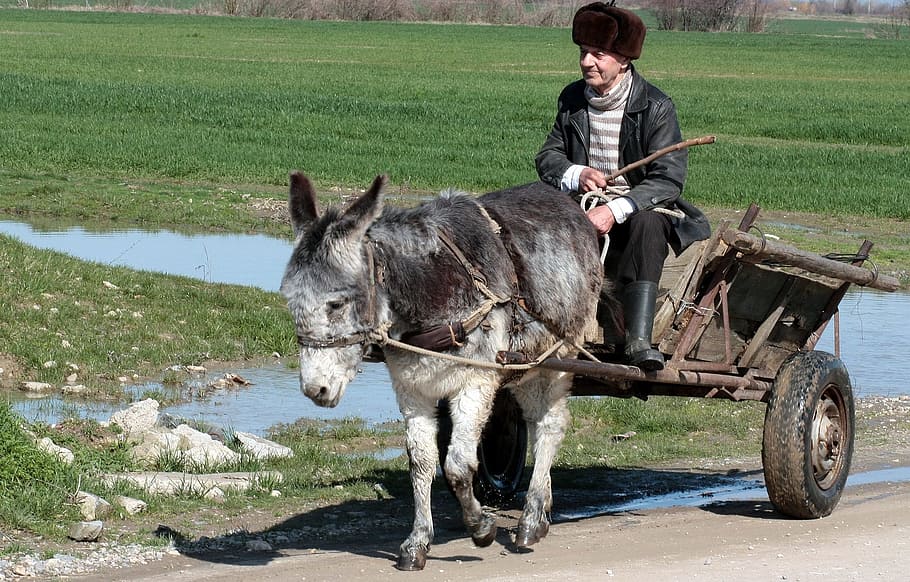man, donkey, work, ride, animal, job, mammal, domestic animals HD wallpaper