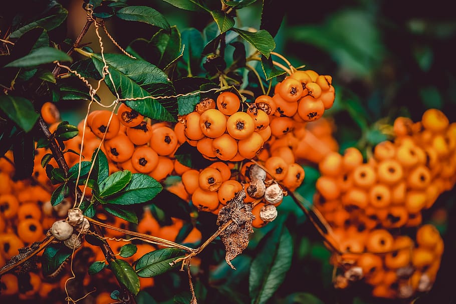 rowanberries, bush, orange, fruits, small, ornamental shrub HD wallpaper