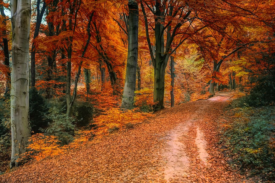 brown and orange trees, autumn, plant, change, direction, the way forward HD wallpaper